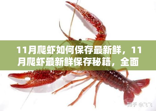 揭秘11月爬虾最新鲜保存秘籍，全面测评与深度解析
