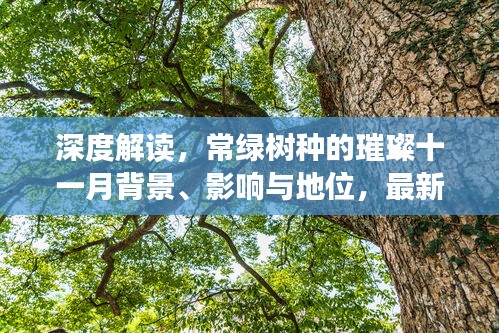 深度解读，常绿树种的璀璨十一月背景、影响与地位，最新常绿树种盘点