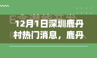 深圳鹿丹村温馨日常，阳光下的友情交响曲，12月1日热门消息速递