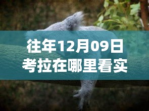 探秘小巷深处的考拉观测奇妙之旅，实时自然观察盛宴开启！