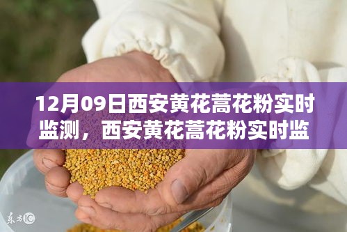 西安黄花蒿花粉实时监测，深度评测与详细介绍