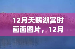 12月天鹅湖实时画面，静谧与美丽的邂逅