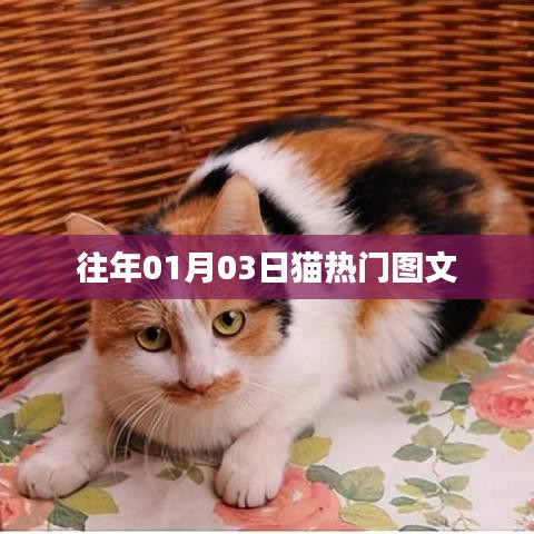 猫热门话题回顾，历年一月三日图文盘点