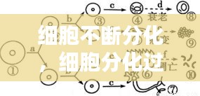 细胞不断分化，细胞分化过程中不会出现什么 