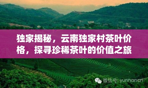 独家揭秘，云南独家村茶叶价格，探寻珍稀茶叶的价值之旅