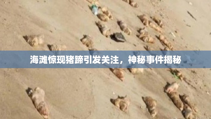 海滩惊现猪蹄引发关注，神秘事件揭秘