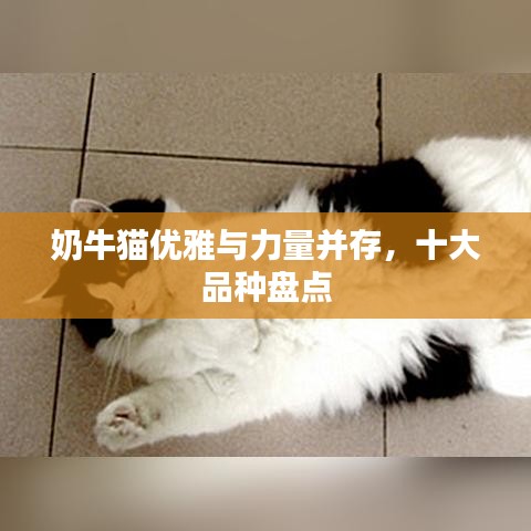 奶牛猫优雅与力量并存，十大品种盘点