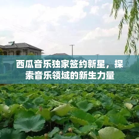 西瓜音乐独家签约新星，探索音乐领域的新生力量
