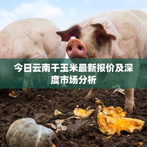 今日云南干玉米最新报价及深度市场分析