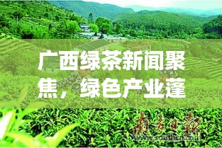 广西绿茶新闻聚焦，绿色产业蓬勃发展，引领时代潮流
