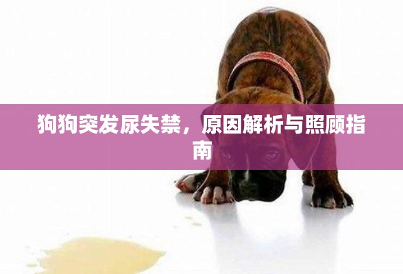 狗狗突发尿失禁，原因解析与照顾指南