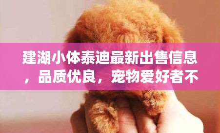 建湖小体泰迪最新出售信息，品质优良，宠物爱好者不容错过